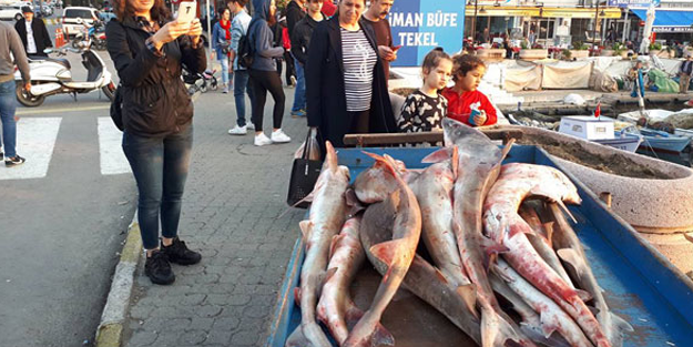 Çanakkale'de yakalanan köpek balıkları, Yunanistan'a satılacak