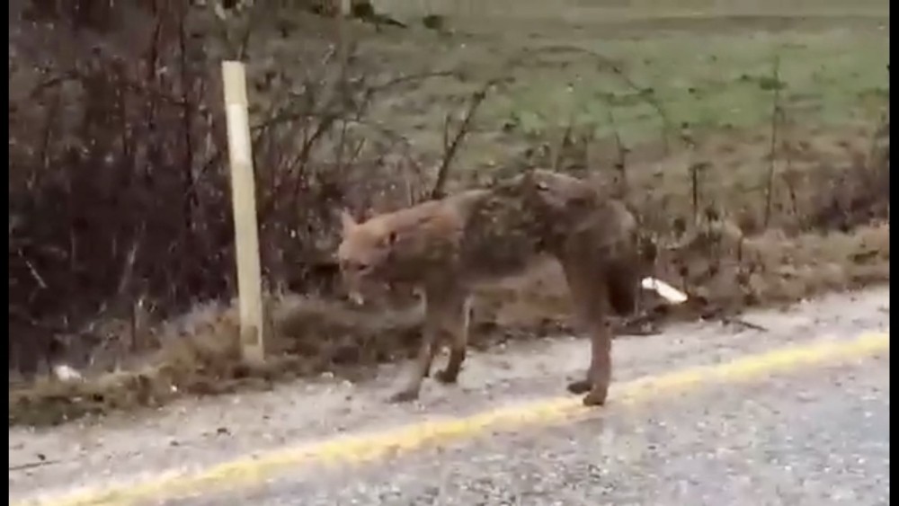 Çanakkale’de yol kenarında bitkin duran çakal köylüleri korkuttu 