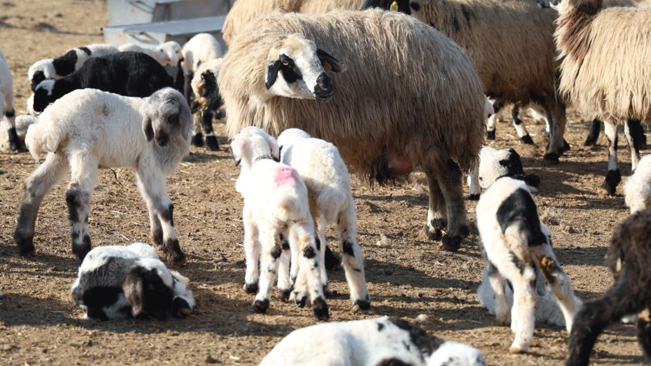 Çanakkale'den sonra bir ilde daha karantina alarmı