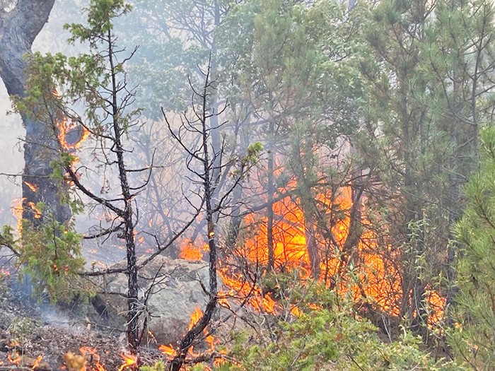 Çanakkale'den sonra, şimdi de Eskişehir'de orman yangın