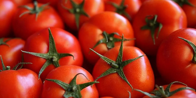 Canan Karatay domates hakkındaki o gerçeği açıkladı!