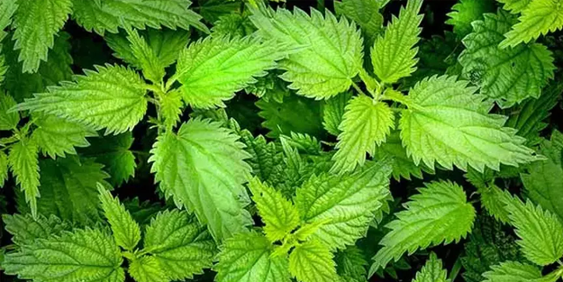 Canan Karatay önerdi: O bitki kandaki tüm zehri atıyor!