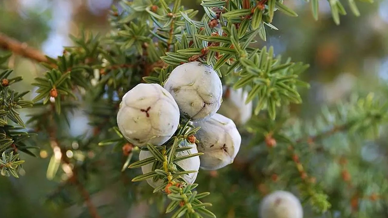 Canan Karatay sahurda tüketilmesi gereken mucize besin önerisi!