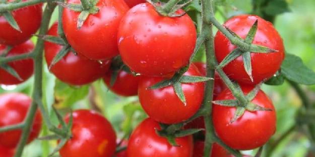 Canan Karatay uyardı! Bu sebzeyi mevsiminde tüketmemek kanser nedeni