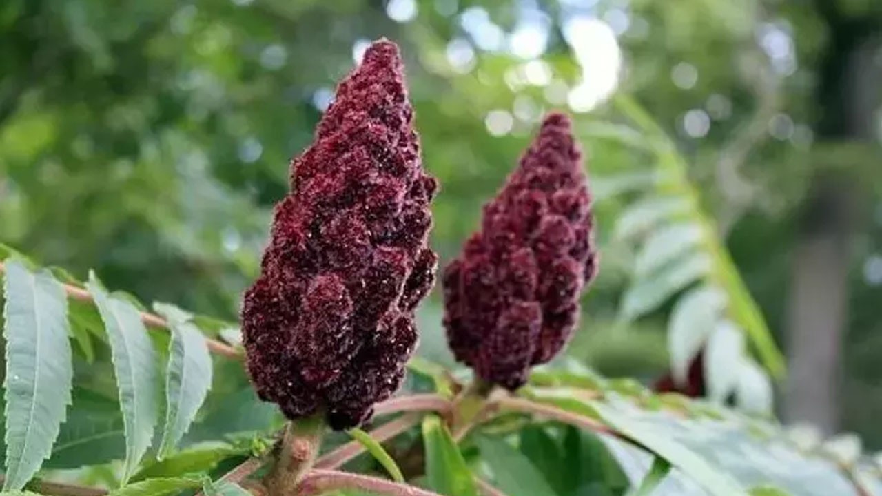 Canan Karatay'dan altın tavsiye: 1 yemek kaşığı Karaciğeri temizliyor!