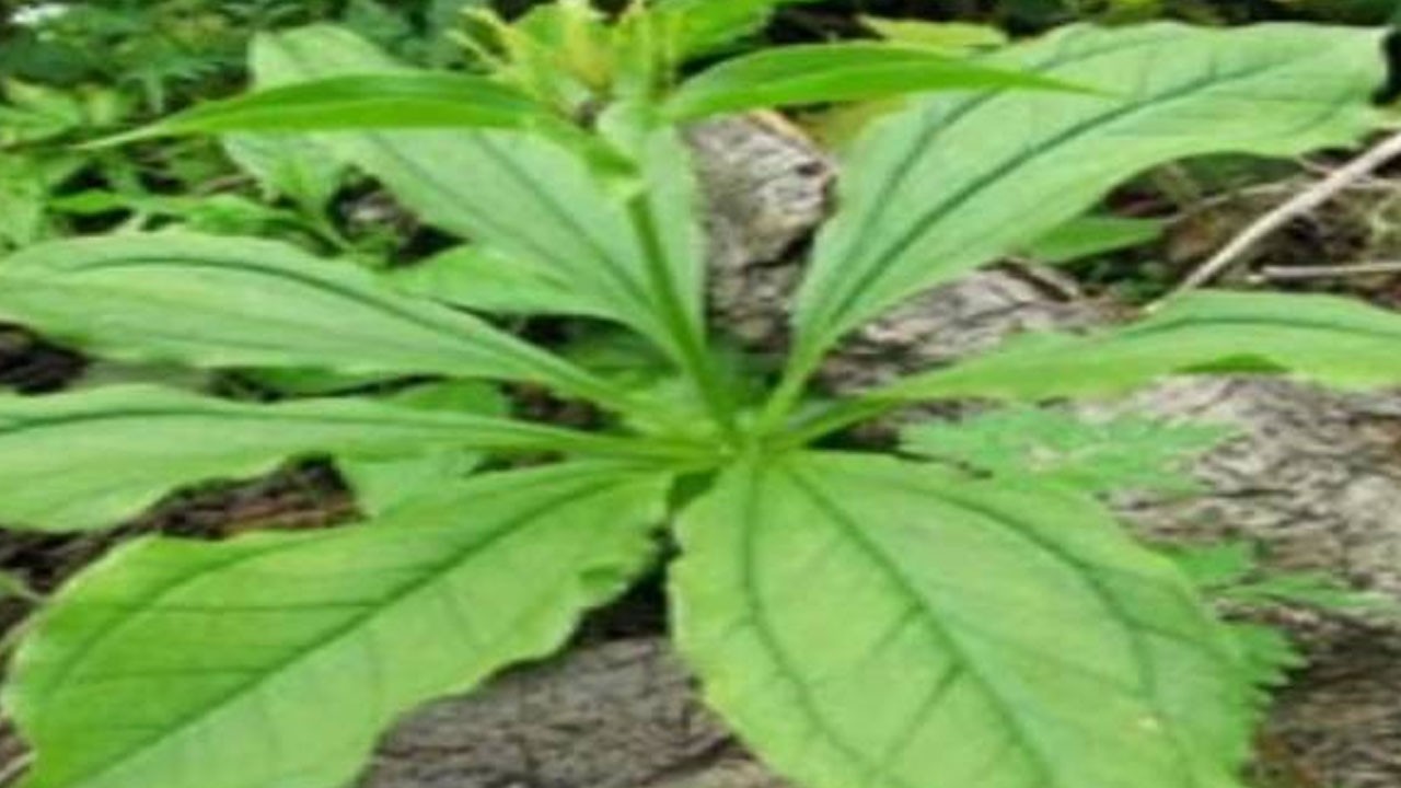 Canan Karatay’ın dilinden düşmüyor! Bu ot zengin içeriğe sahip!