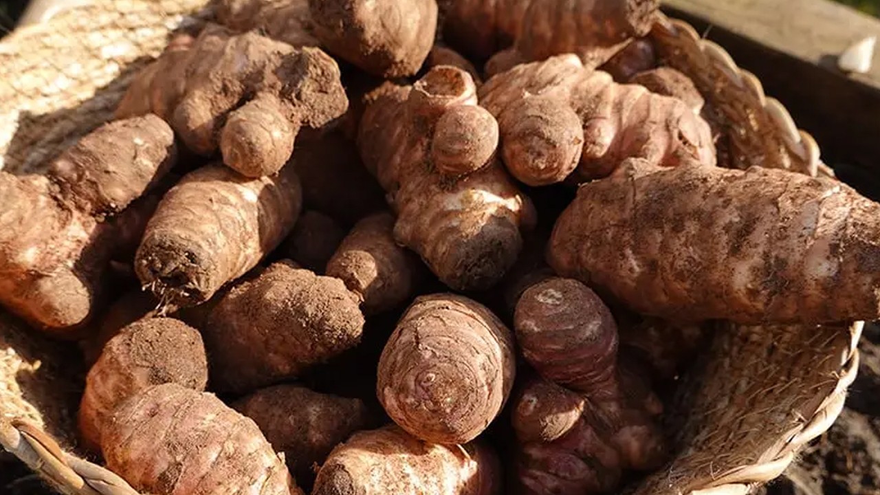 Canan Karatay'ın kalp ve şeker hastalarına önerdiği kasım sebzesi yer elması faydalı olabilir