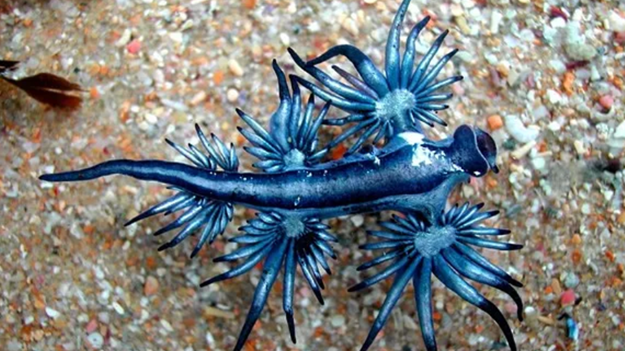 Canavar 300 yıl sonra geri döndü! O kadar zehirli ki 3 cm'lik boyutuyla koca plajı kapattırdı