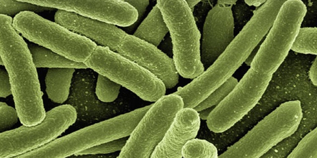 Candida mantarı nedir? Candida mantarını engellemek için ne yapılmalı?