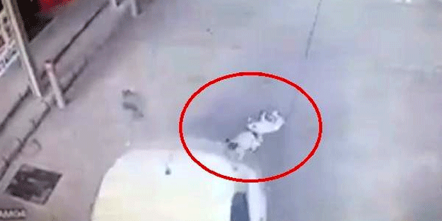 Cani adam kameraya böyle yakalandı! Köpeklerin üzerinden geçti