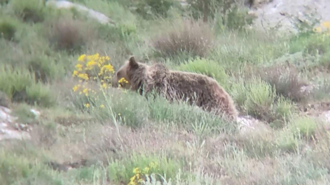 ‘Canım’ diye seslendiği ayıyı kayıt altına aldı! O anlar güldürdü
