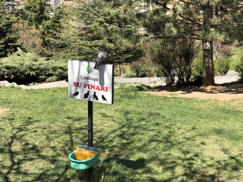 Çankaya Belediyesi, sokaktaki can dostları ihmal etmedi 
