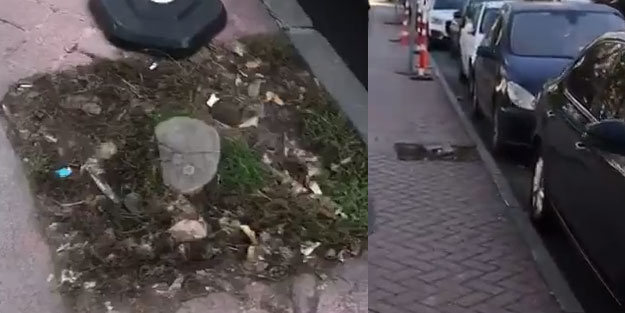 Çankaya Belediyesinden ağaç katliamı