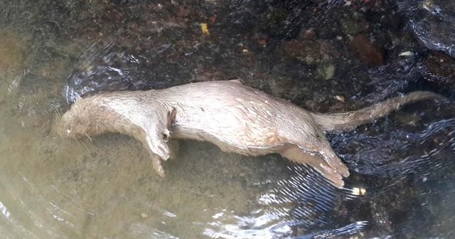 Çankırı'da ilk kez su samuru bulundu