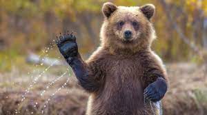 Çankırı'da köye inen ayı, arı kovanlarını..