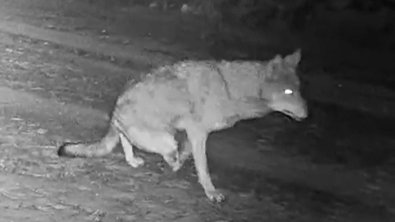 Çankırı'da yaralı kurt, vaşak ve karaca fotokapana yakalandı