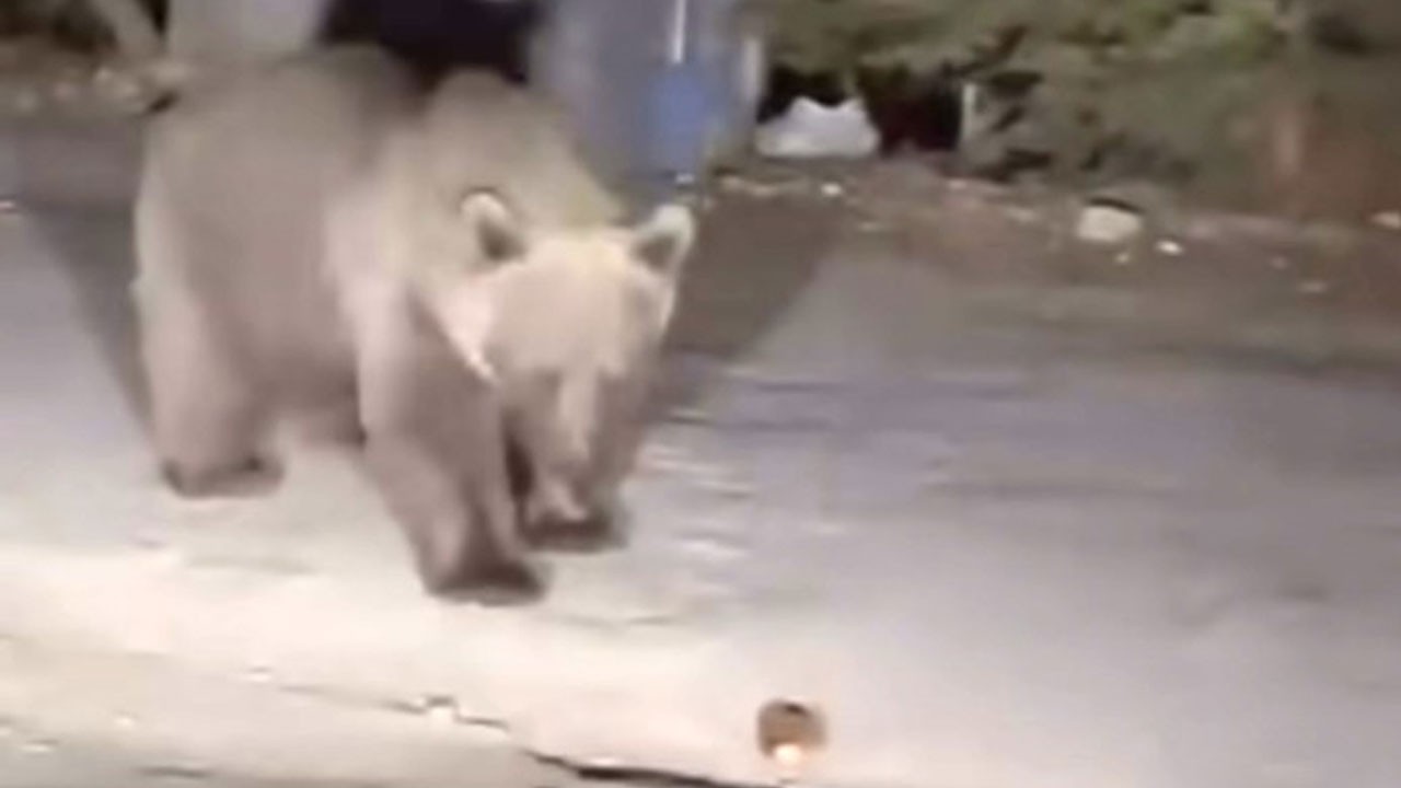 Canlarını tehlikeye attılar! Bursa’da ayıyı ekmekle beslediler