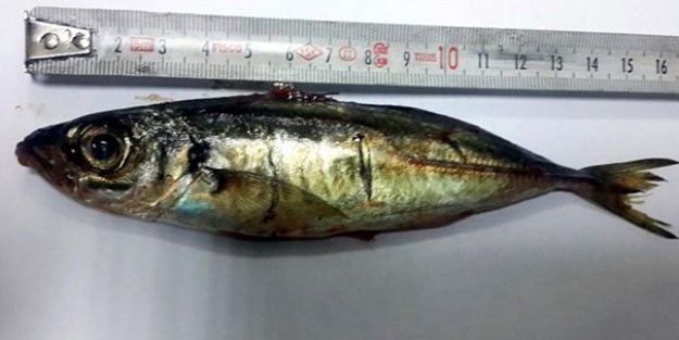 Canlı balığı yuttu, ölümden döndü!