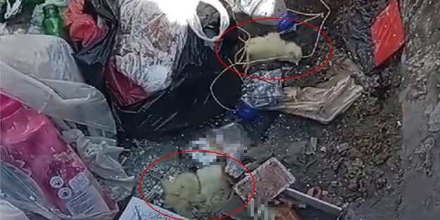 Canlı civcivleri çöpe attılar!