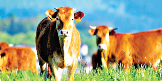 Canlı hayvanları ve eti sadece ESK ithal ediyor