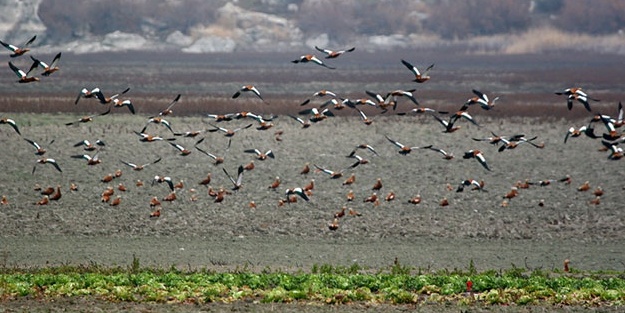 Canlı türleri hızla yok oluyor