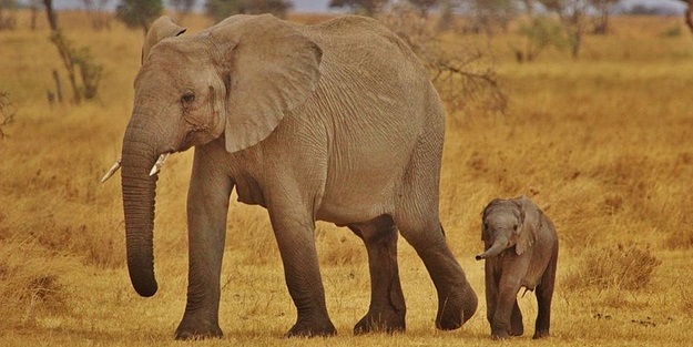 Canlılarda gebelik süreleri - FOTO