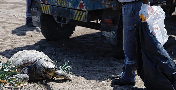 Caretta Caretta deniz kaplumbağasının gözlerini oydular