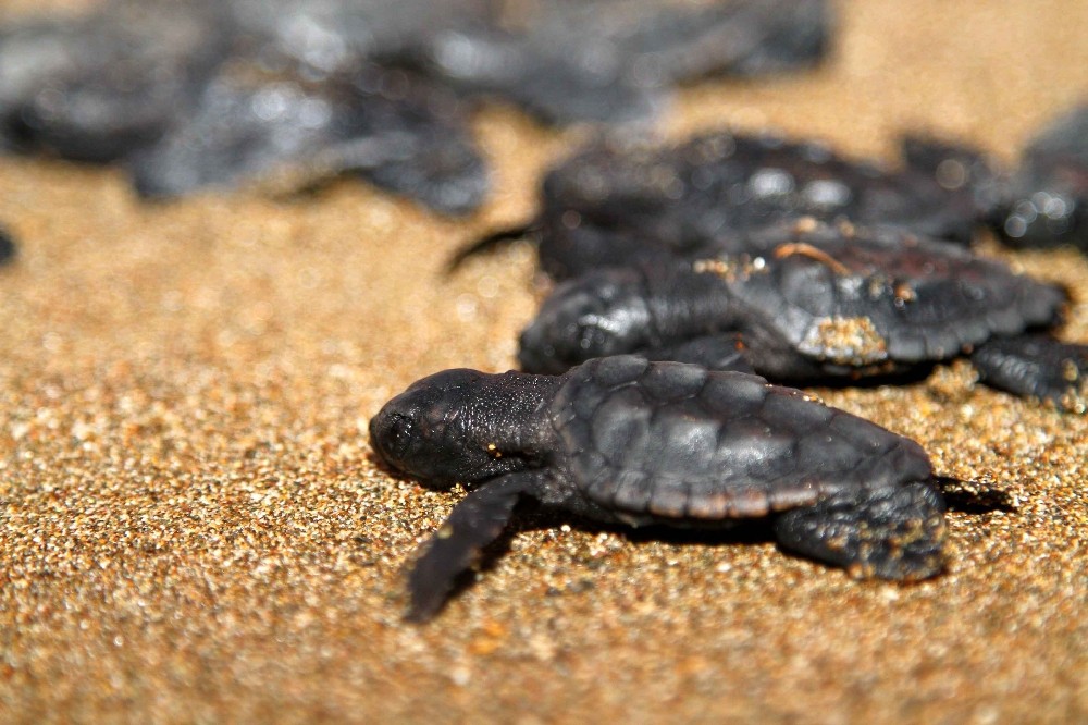 Caretta carettalar ilk yumurtalarını bıraktı 