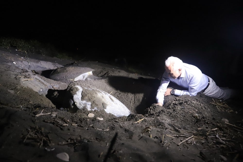 Caretta carettalar Mersin sahillerine yumurta bırakmaya başladı 