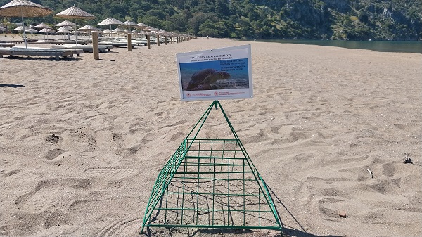 Caretta carettalar yumurta bırakmaya başladı