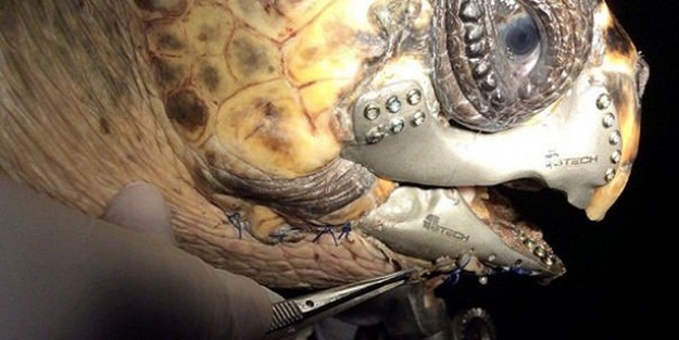 Caretta carettaya 3D çene protezi takıldı