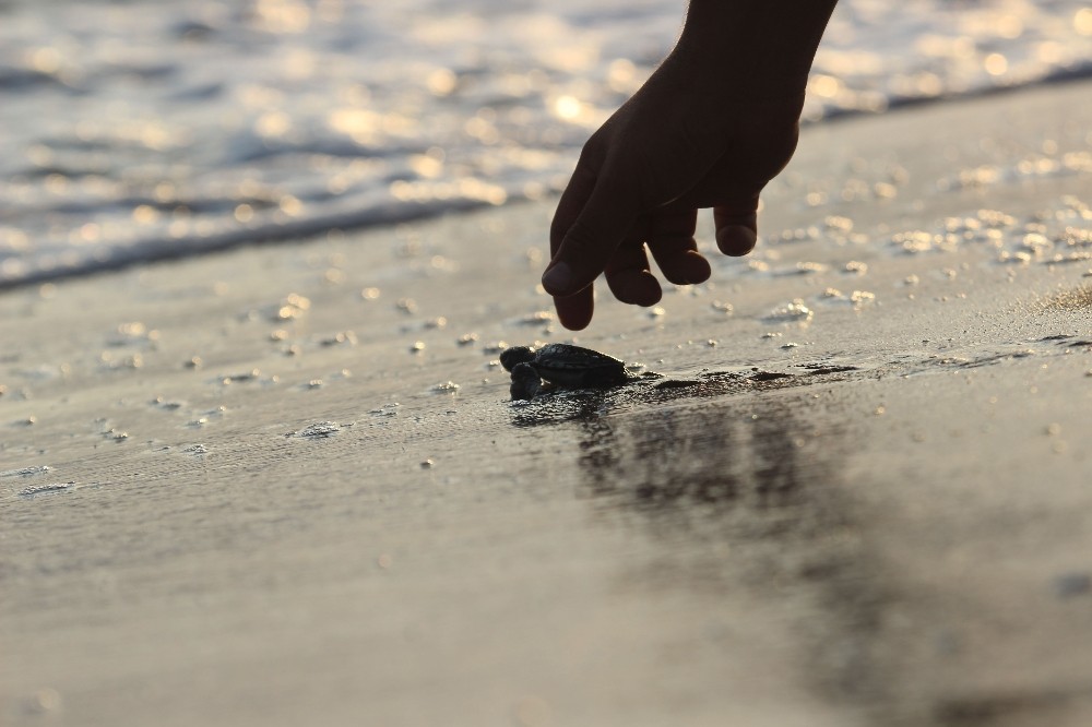 Caretta yavruları denize kavuşma yolculuğunda 