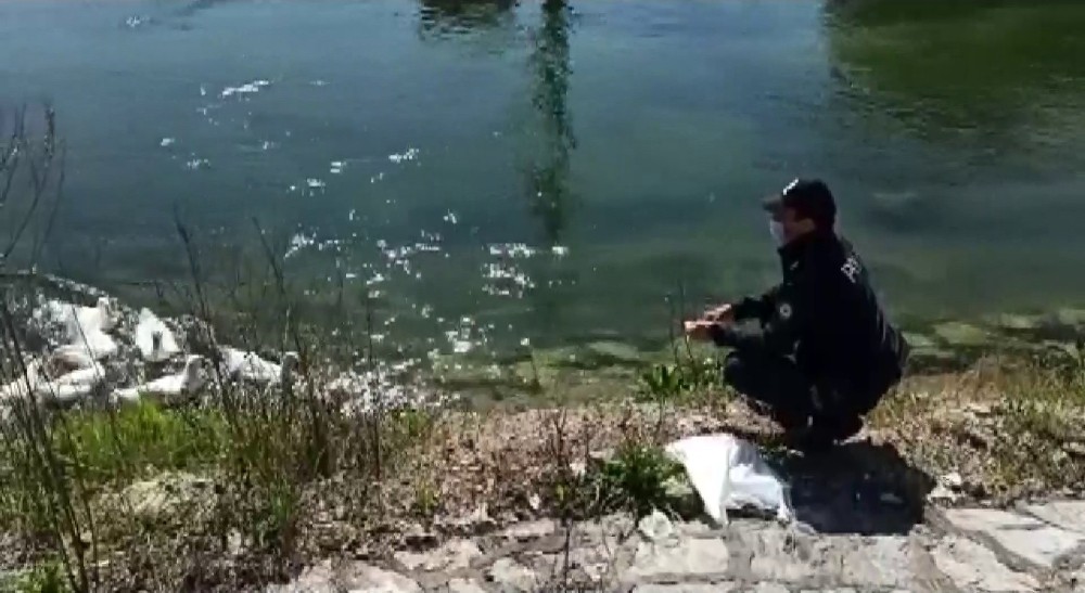 Çark deresinde yüzen ördekleri polis besledi 