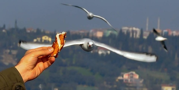 Çarpıcı araştırma: Martılar insanları taklit ediyor