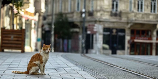 Çarpıcı 'sokağa çıkma yasağı' açıklaması: 28 gün şart
