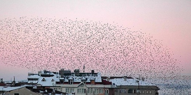 Çarpık kentleşmeden kuşlar da etkileniyor