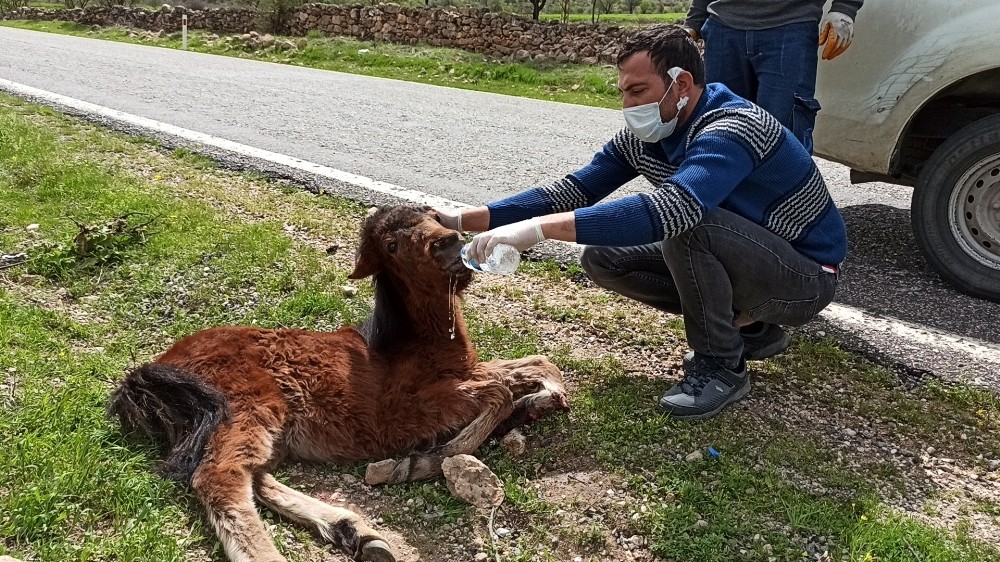 Çarptığı tayı bırakıp yoluna devam etti 