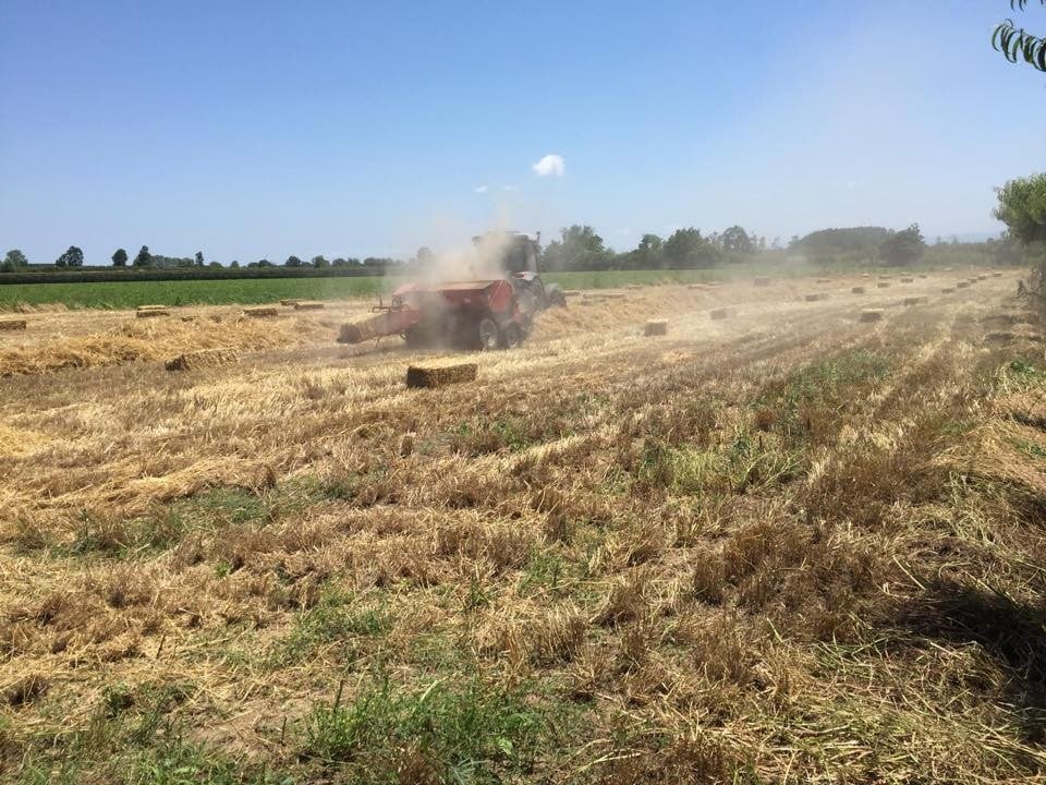 Çarşamba’da siyez buğdayı üretimi 
