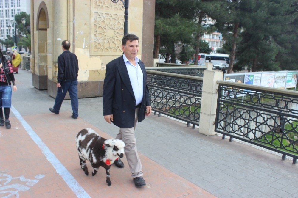 Çarşamba’nın göz bebeği kuzu “Kibrit” 