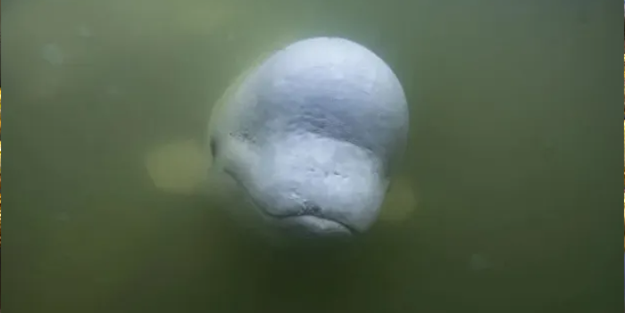 Casusluk faaliyetleri için denize bıraktılar! Uyarılar peş peşe geldi