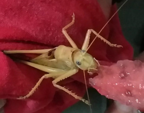 Çatalla ikram etti! Çekirge böyle karpuz yedi