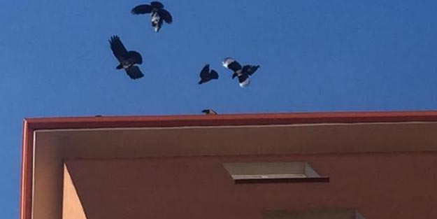 Çatıda kargaların saldırdığı yavru kedi kurtarıldı