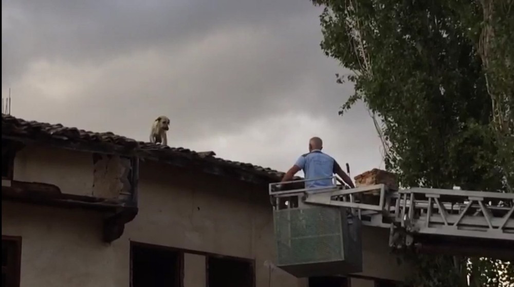 Çatıda mahsur kalan köpeği itfaiye kurtardı 
