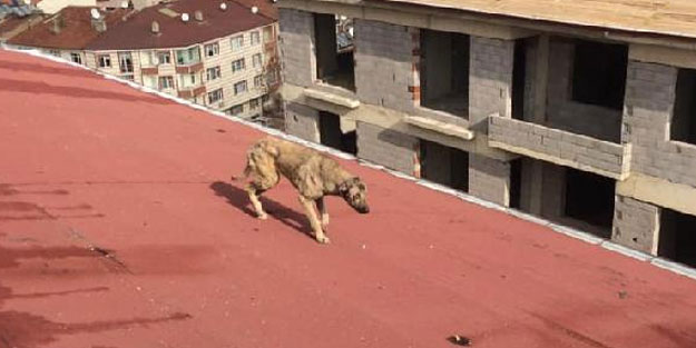 Çatıda mahsur kalan sokak köpeği kurtarıldı