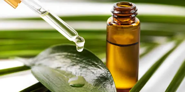 Çay ağacı yağı: Diğerlerini koymayın, bunu yapın! Mantara, parazite tokat gibi operasyon olacak! Yapanlar şaşkına döndü!