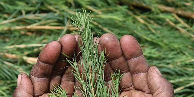 Çay ağacı yağının hiç bilmediğiniz faydaları: yapmaya değecek! Faydası böyle katlanıyormuş!