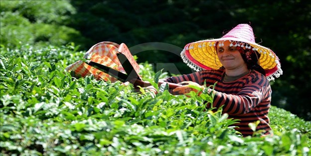Çay bahçeden demliğe gelinceye kadar hangi aşamalardan geçiyor?