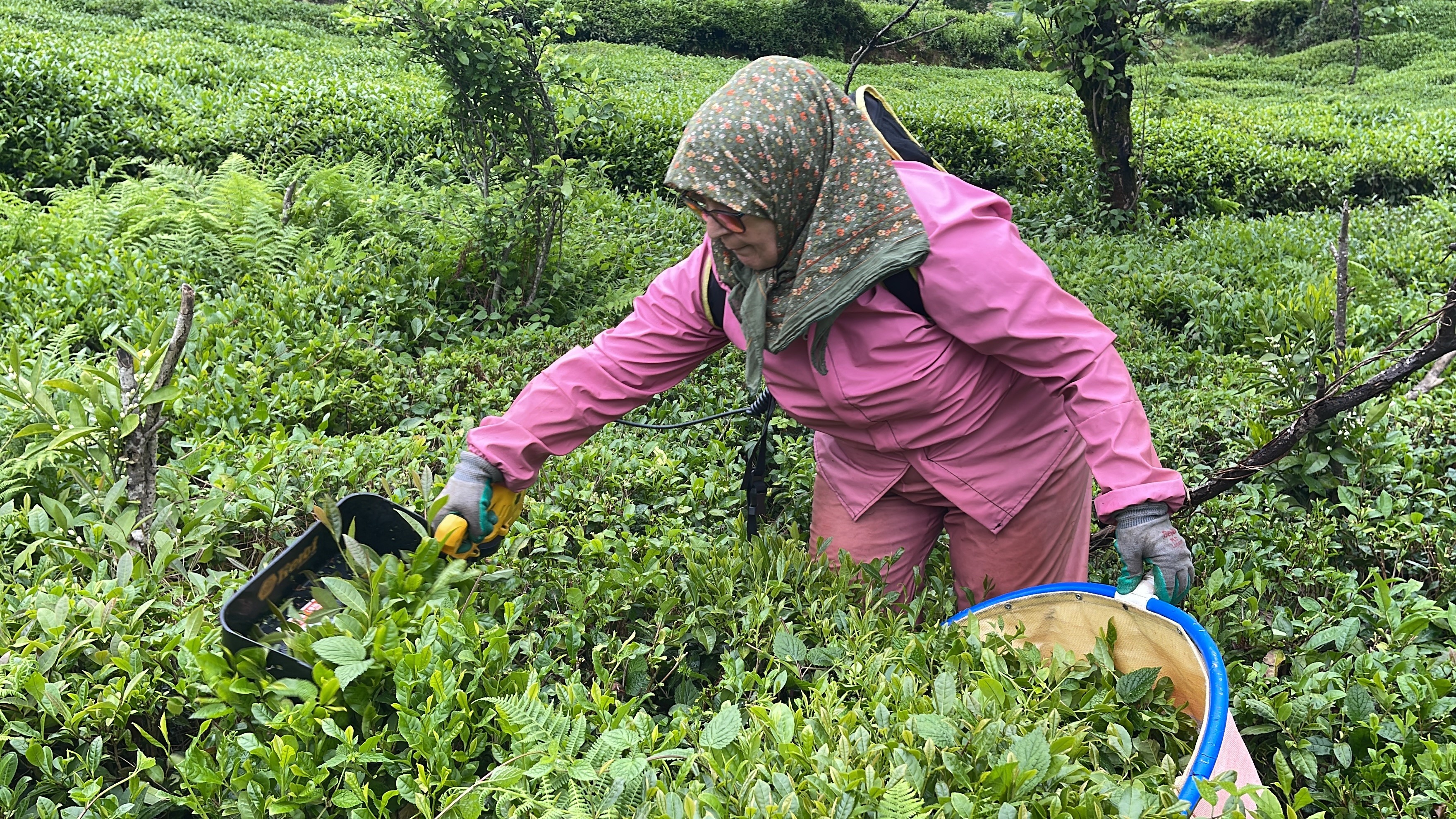 Çay bahçelerinde yenilik! Onların yerini almaya başladı