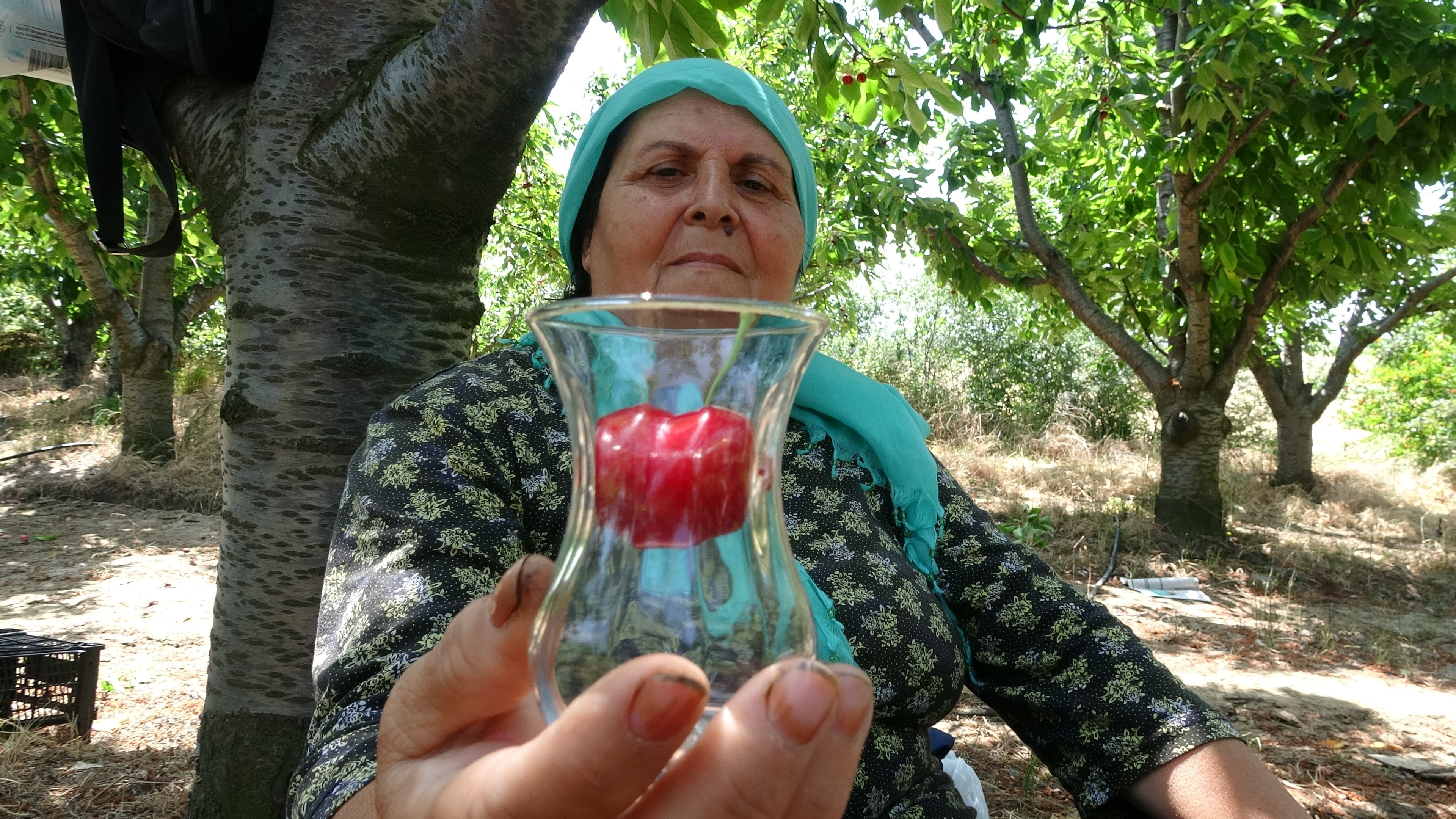 Çay bardağına sığmıyor! Boyutuyla şaşırtan bereket