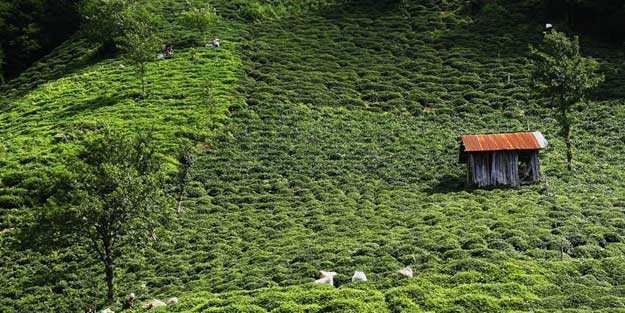 Çay bedelleri bugün ödeniyor